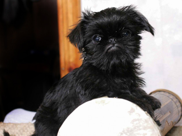 Обои картинки фото животные, собаки, собака, гриффон