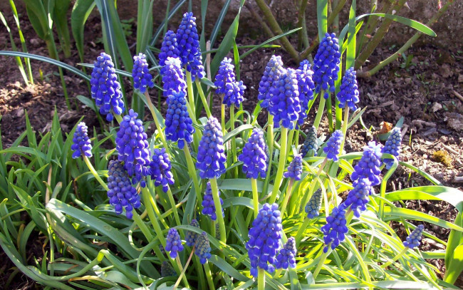 Обои картинки фото цветы, гиацинты, синий