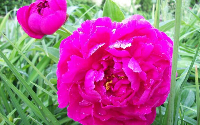 Обои картинки фото цветы, пионы, яркий, капли