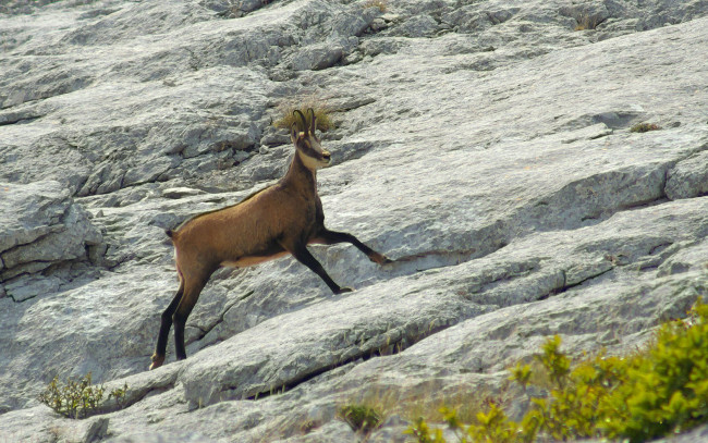 Обои картинки фото животные, антилопы, камни, серна
