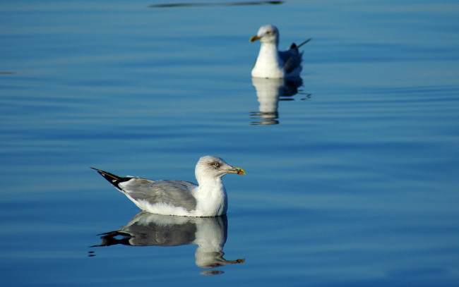 Обои картинки фото животные, Чайки, бакланы, крачки, вода, чайки
