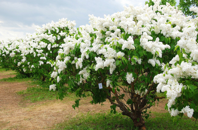 Обои картинки фото цветы, сирень, кусты, белый, весна, май