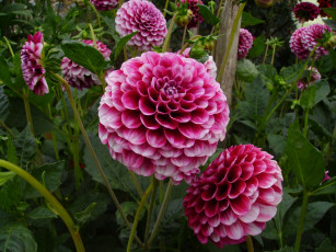 Картинка цветы георгины георгин розовый