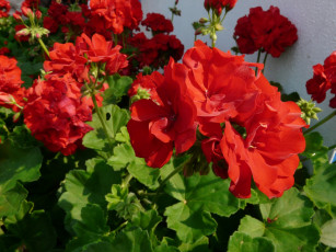 Картинка цветы герань