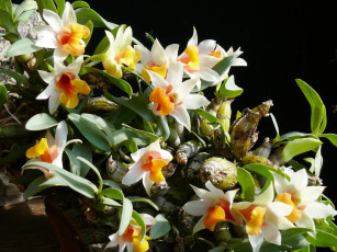 Картинка цветы орхидеи ветки