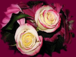 Картинка цветы розы букет