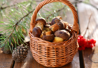 Картинка еда грибы +грибные+блюда корзина шишка ветка