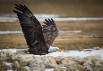 Картинка животные птицы+-+хищники белоголовый орлан хищник крылья полет