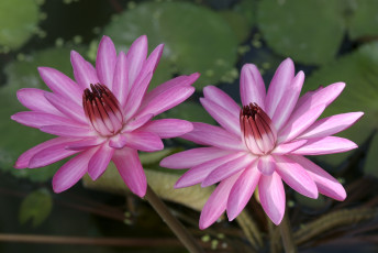 Картинка цветы лилии+водяные +нимфеи +кувшинки лилии водяные нимфеи кувшинки