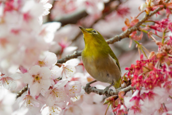 Картинка животные белоглазки птица цветы дерево
