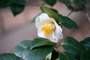 Картинка цветы камелии дерево цветок