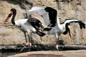 Картинка животные аисты птицы цапли окрас