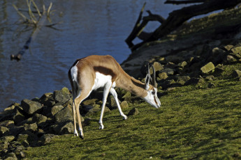 Картинка животные антилопы газель