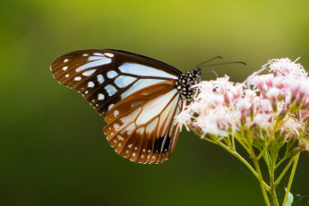 Картинка животные бабочки бабочка цветок