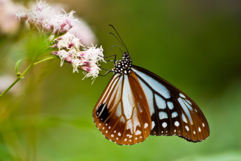 Картинка животные бабочки цветок бабочка
