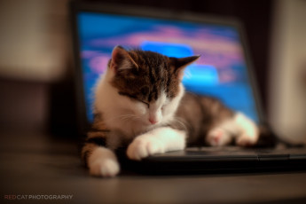 Картинка животные коты +котята котенок мордочка лежит малыш