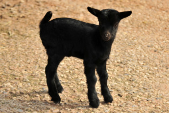 Картинка животные козы животное козлик песок