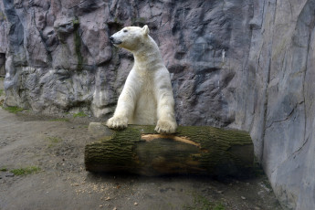 Картинка животные медведи медведь