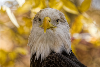 Картинка животные птицы+-+хищники орлан