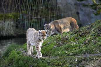 Картинка животные рыси рысь трава