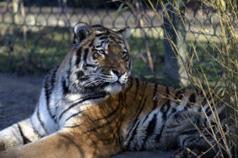 обоя животные, тигры, тигр