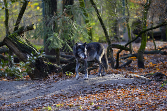 Картинка животные волки лес волк