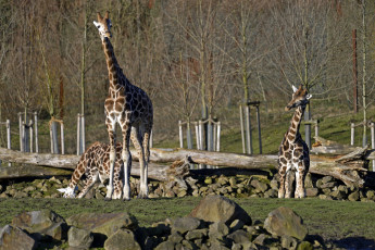 Картинка животные жирафы