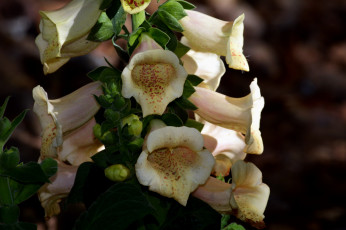 Картинка цветы дигиталис+ наперстянка макро