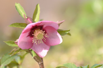 Картинка цветы геллеборус+ морозник