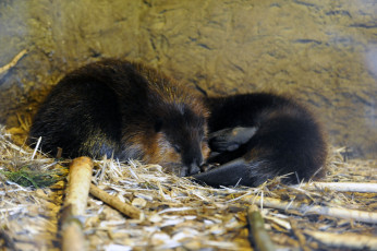 Картинка животные бобры бобер спит