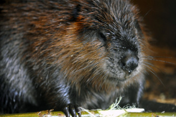 Картинка животные бобры палка бобер