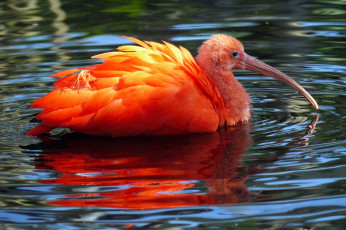 Картинка животные ибисы +колпицы птица цапля