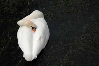 Картинка животные лебеди лебедь вода белый