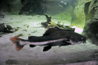 Картинка животные рыбы рыба окрас глубина