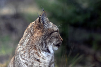 Картинка животные рыси рысь