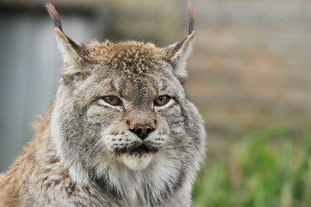 Картинка животные рыси рысь кошка морда