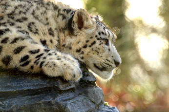 Картинка животные снежный+барс+ ирбис леопард