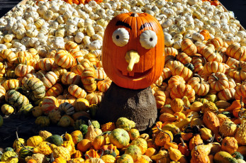 Картинка праздничные хэллоуин тыквы много
