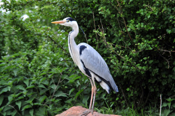 Картинка животные цапли птица цапля камень