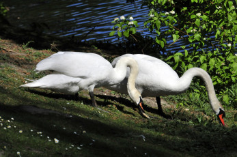Картинка животные лебеди птицы трава