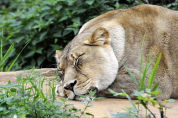 Картинка животные львы львица
