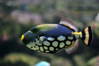 Картинка животные рыбы рыба окрас