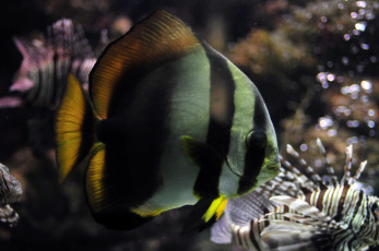 Картинка животные рыбы рыба окрас глубина