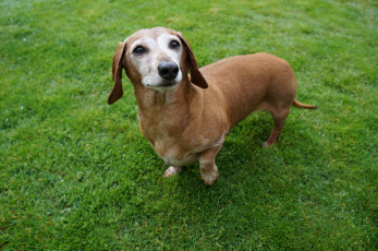 Картинка животные собаки трава собака