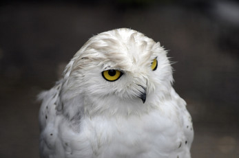 Картинка животные совы сова белая