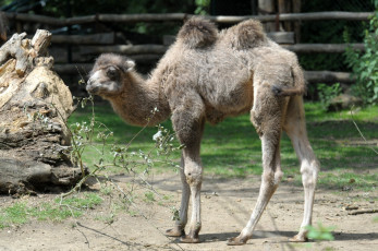 Картинка животные верблюды верблюд