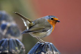 Картинка животные зарянки+ малиновки птица камень