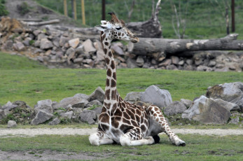 Картинка животные жирафы животное маленький жираф