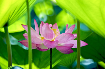 Картинка цветы лотосы лотос