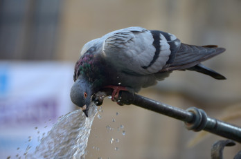 Картинка животные голуби голубь кран вода брызги